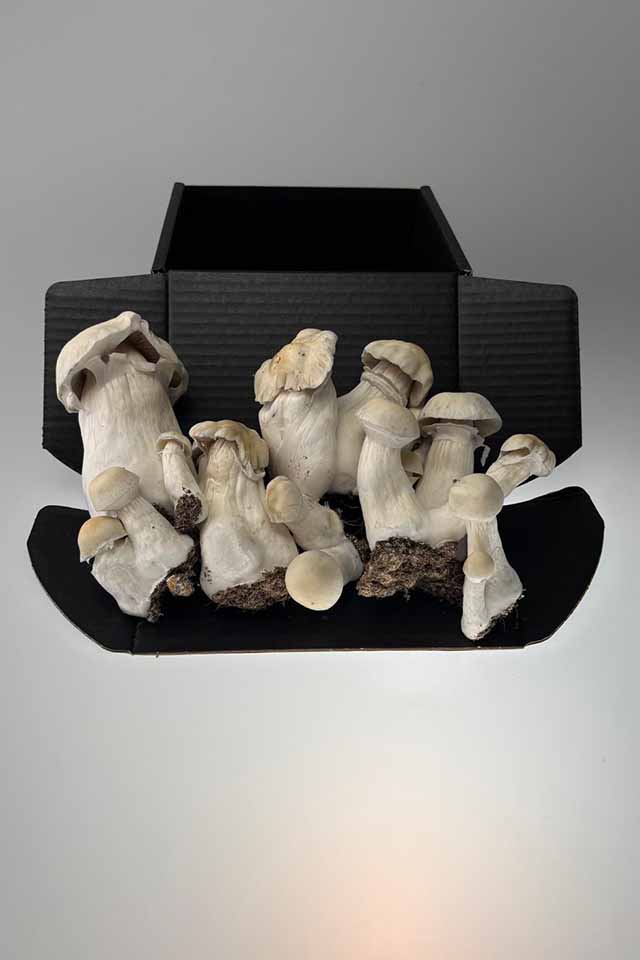 A ready-to-grow bag result